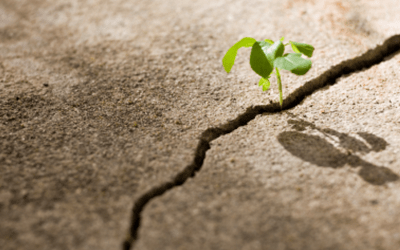 Escarmiento: el fracaso inteligente